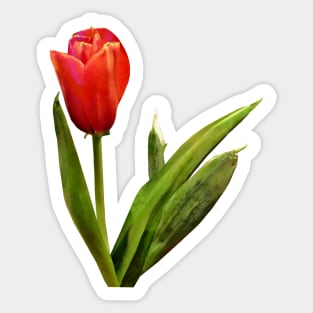 Single Red Tulip Sticker